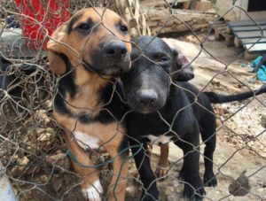 Zarkovica Animal Shelter